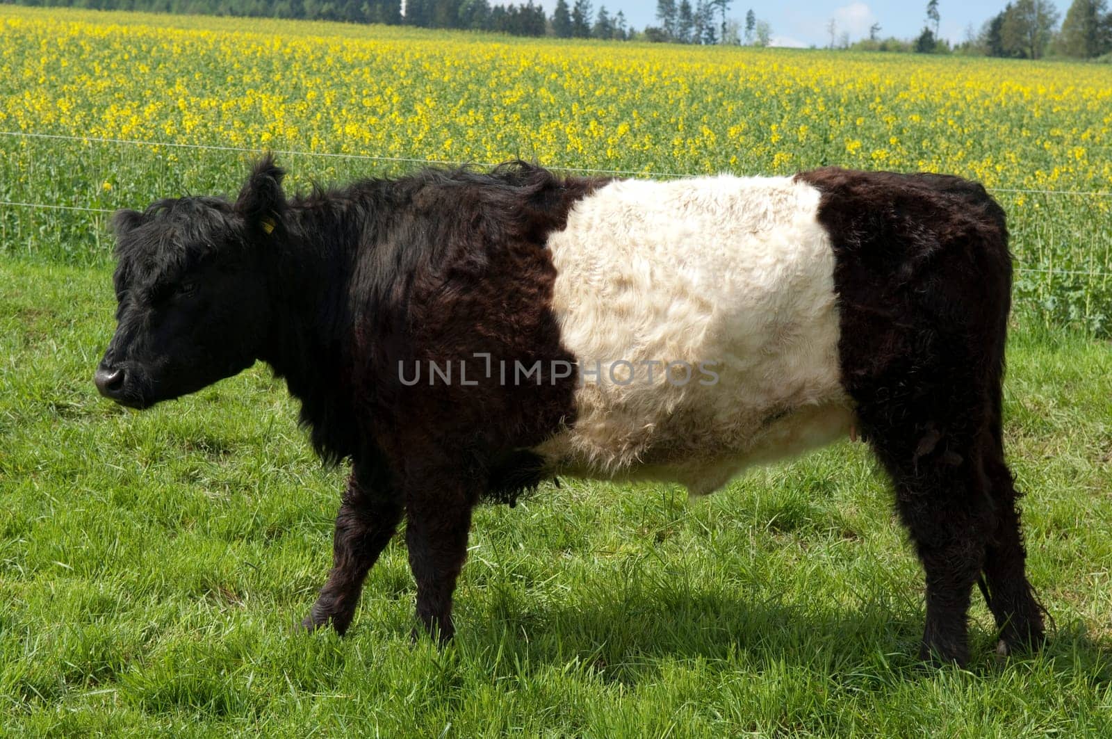 Galloway-Sattelrind, Belted, Galloway