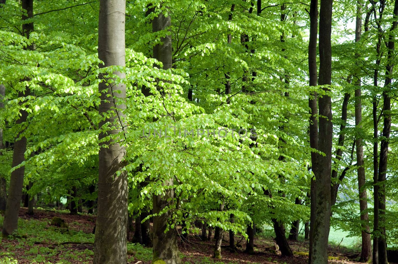 Buchenwald, Fruehling