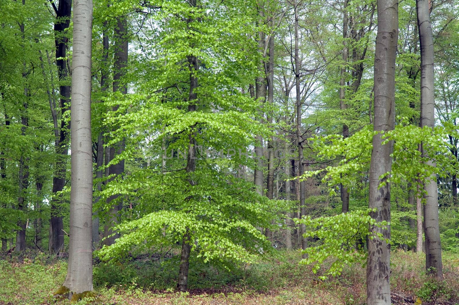 Buchenwald, Fruehling