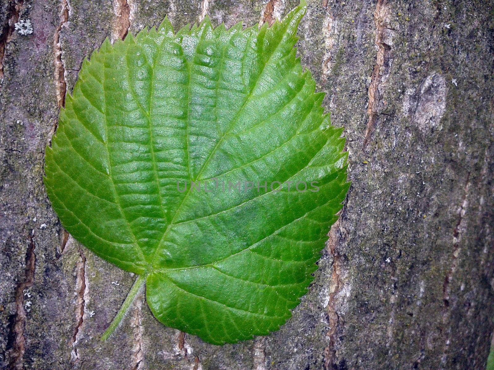 Lindenbaumblaetter, Tilia