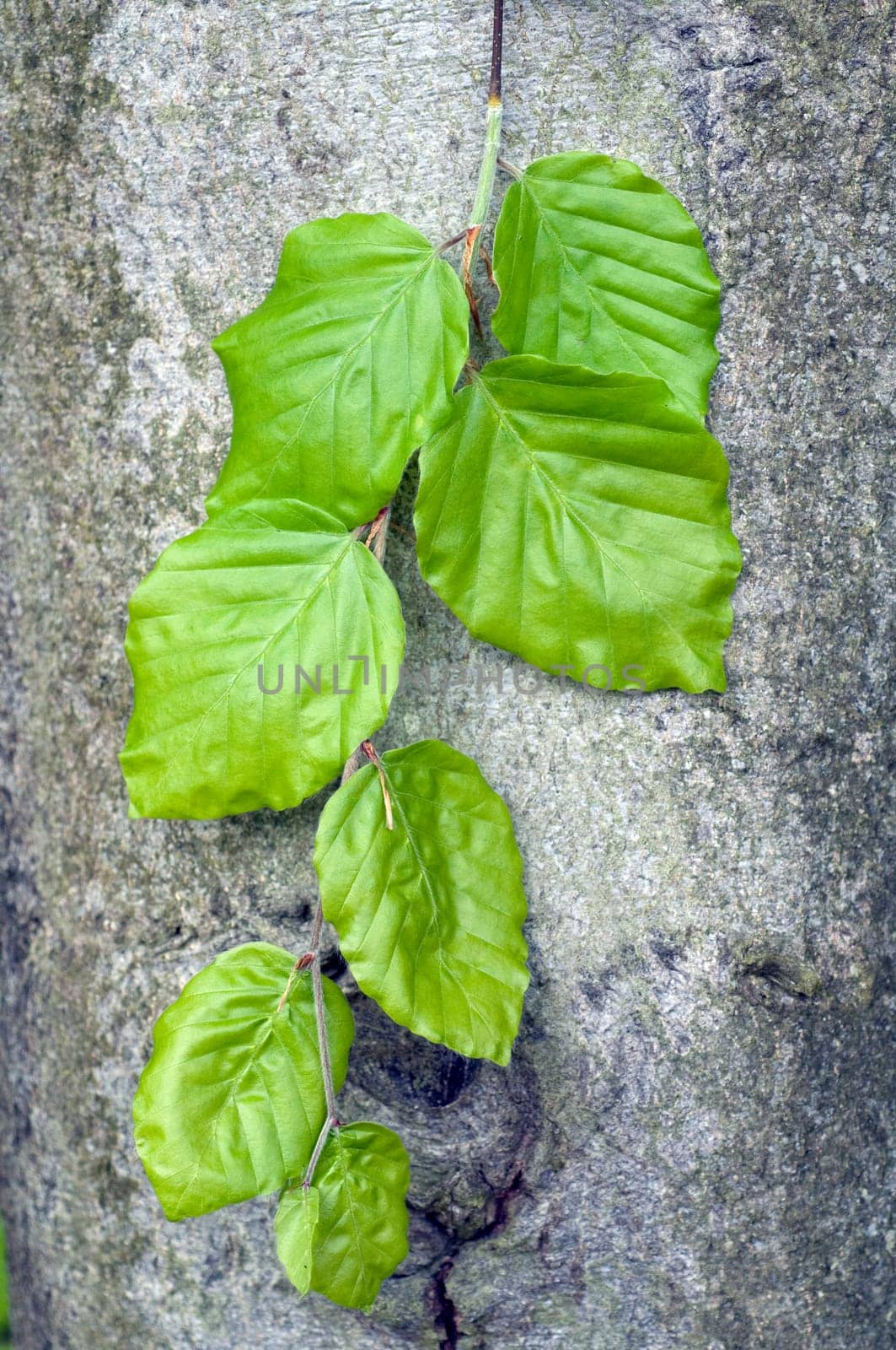 Buchenblatt  Buchenblaetter  Fruehling