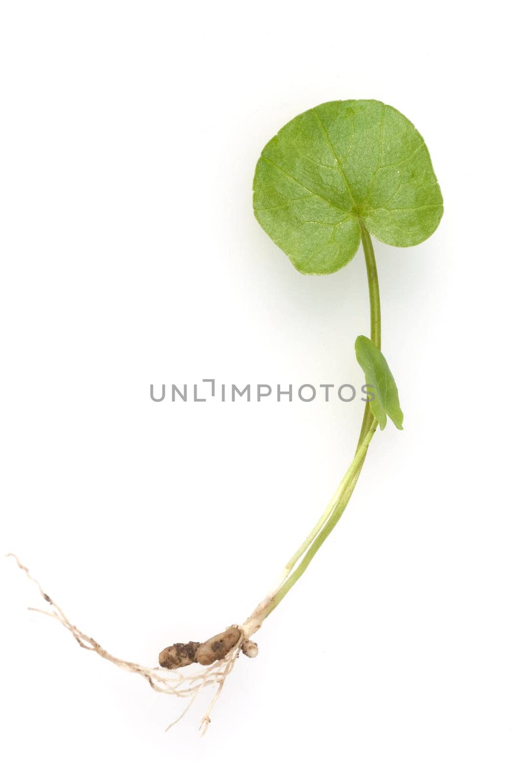 Scharbockskraut, Ranunculus, ficaria
