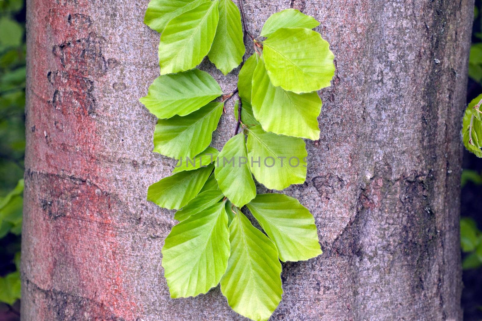 Buchenblatt  Buchenblaetter  Fruehling
