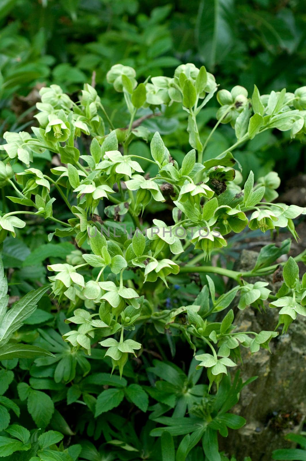 Stinkende, Nieswurz  Helleborus, foetidus