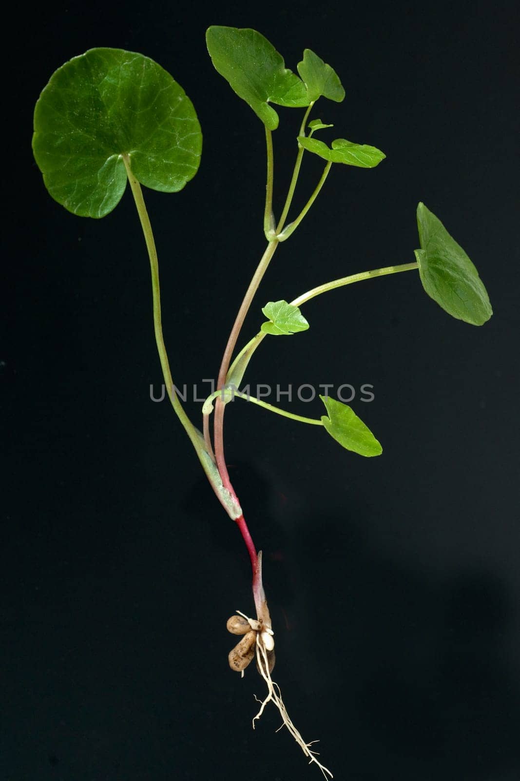 Scharbockskraut, Ranunculus, ficaria