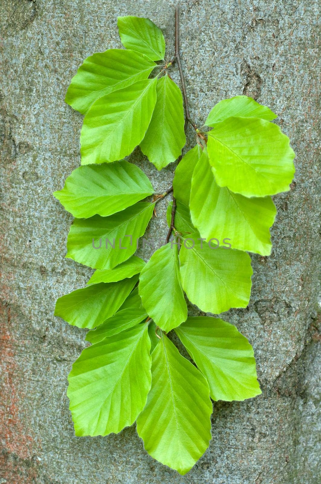 Buchenblatt  Buchenblaetter  Fruehling
