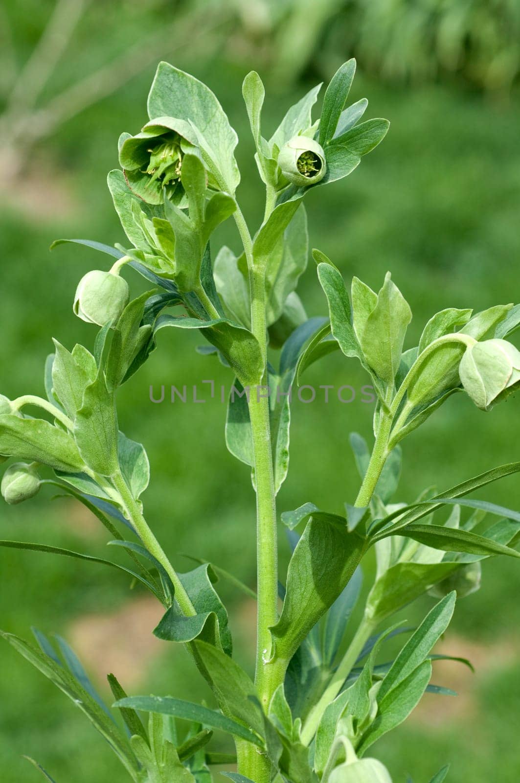 Stinkende, Nieswurz  Helleborus, foetidus