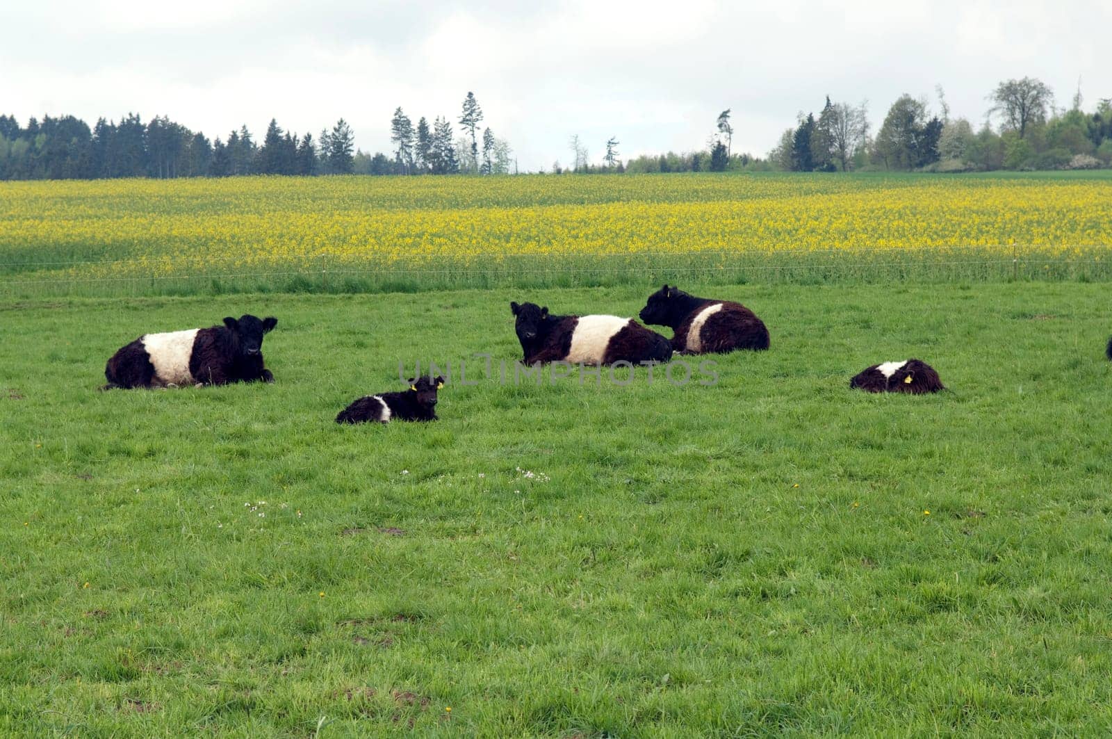 Galloway-Sattelrind, Belted, Galloway