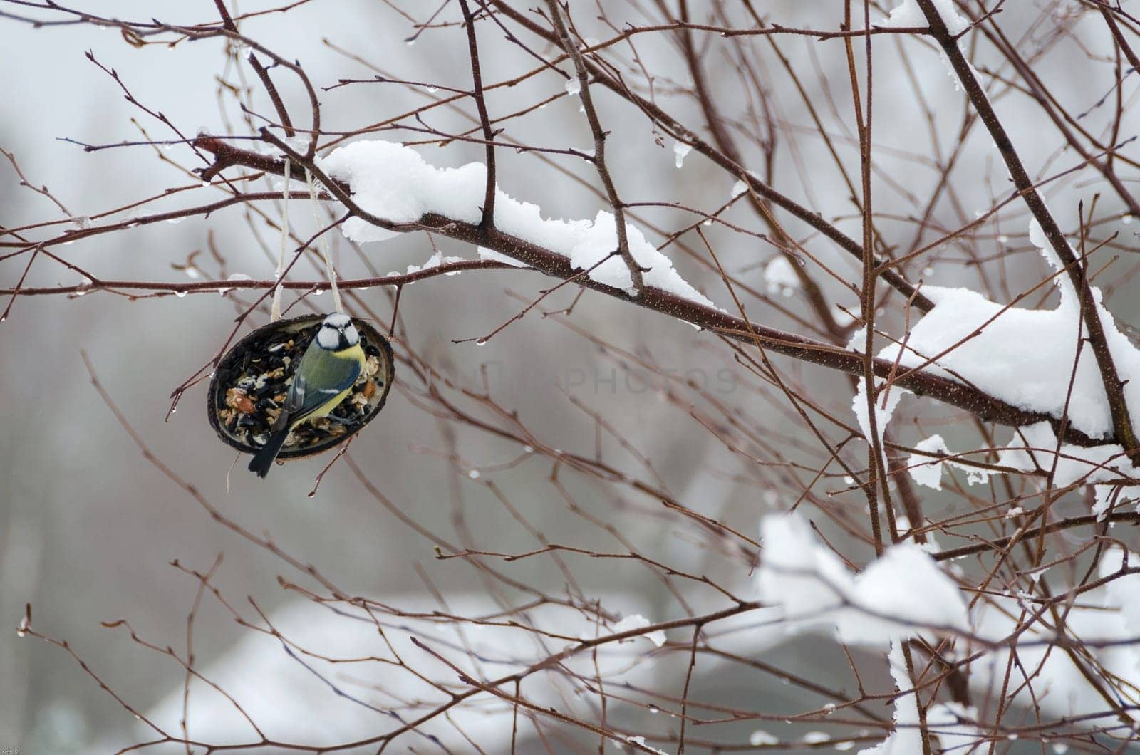 one little beutiful bird its a blue tit watching and eating