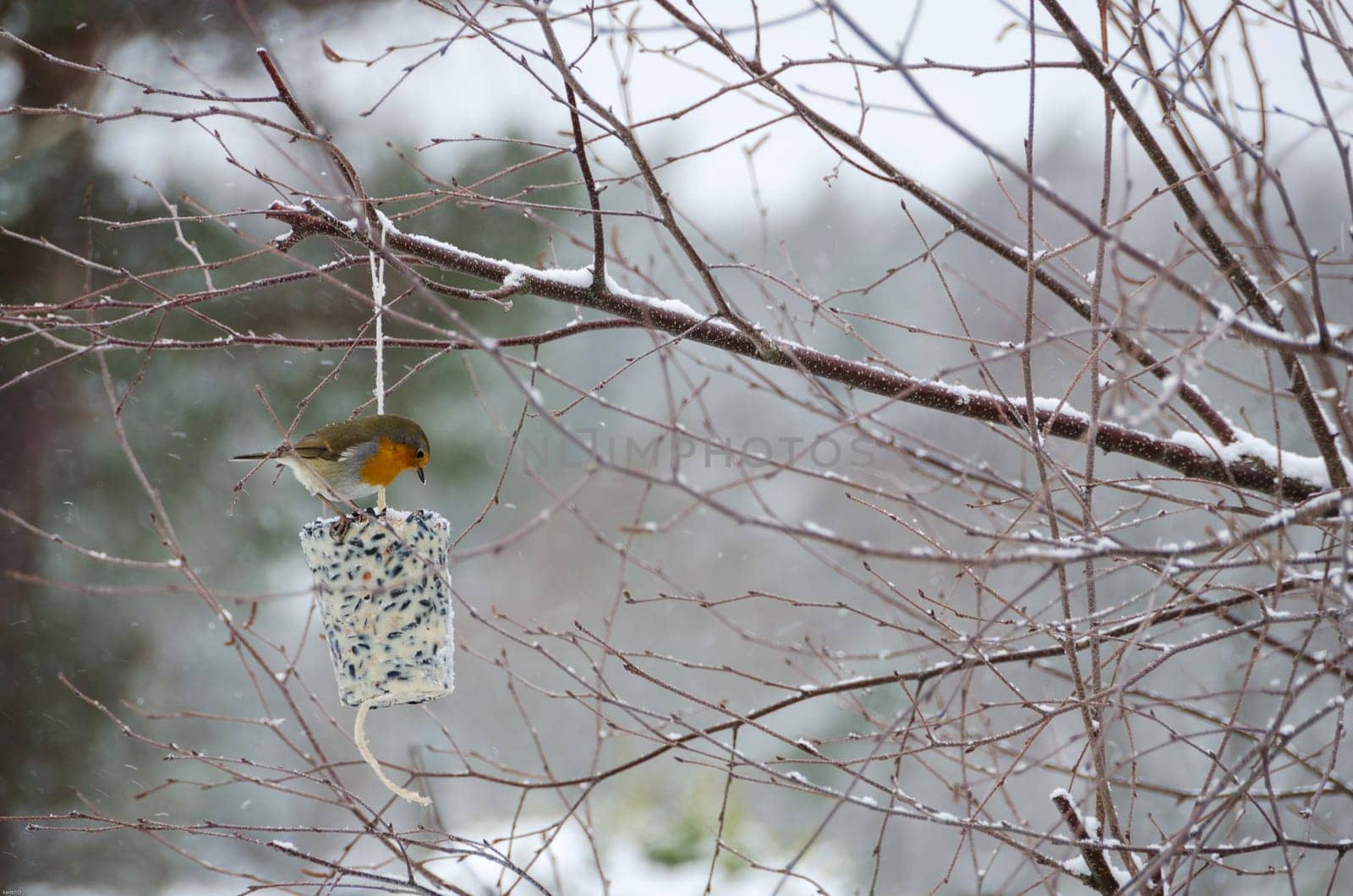 one readbrest eating some food in tree it s winther