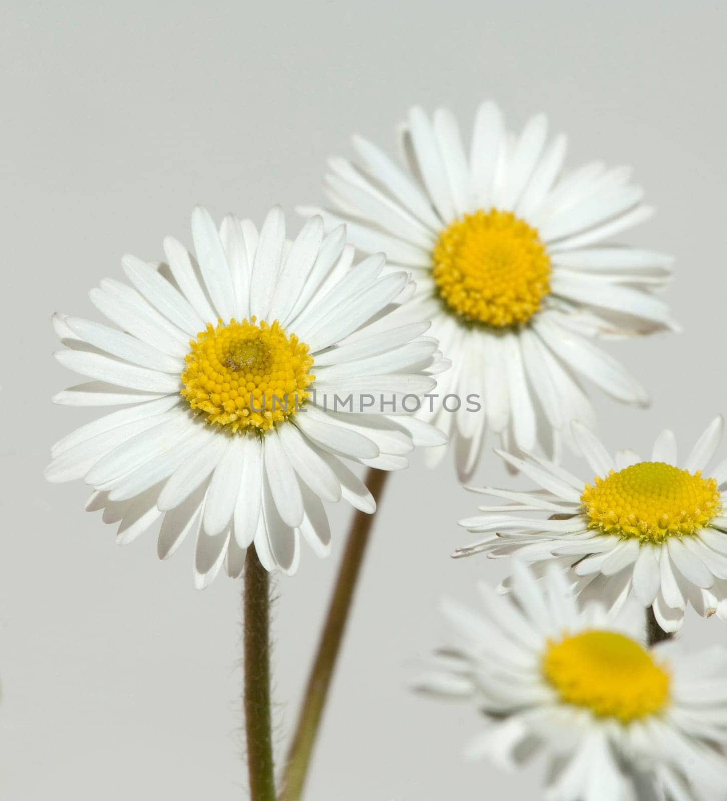 Gaensebluemchen  Bellis  Perennis