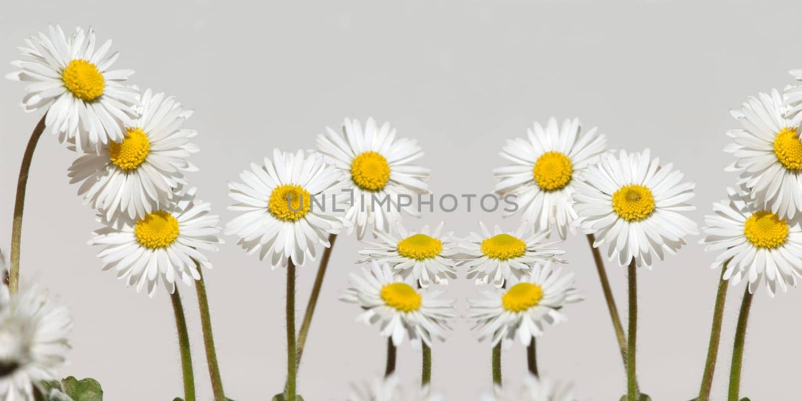 Gaensebluemchen  Bellis  Perennis