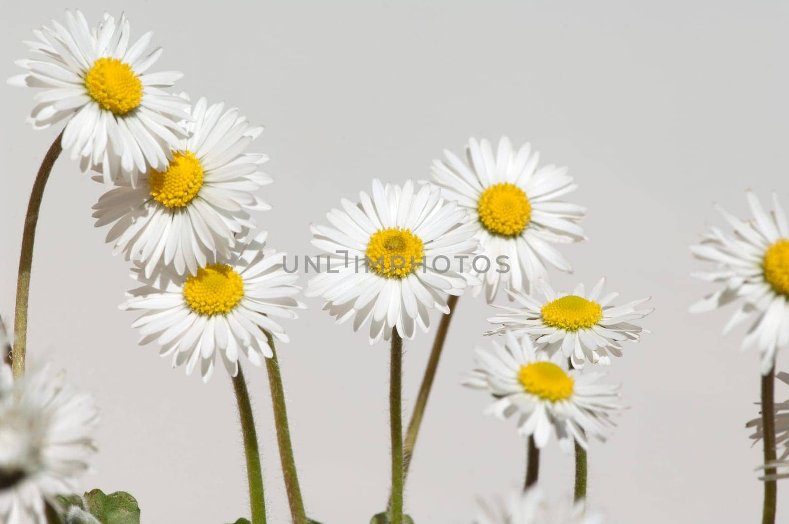 Gaensebluemchen  Bellis  Perennis