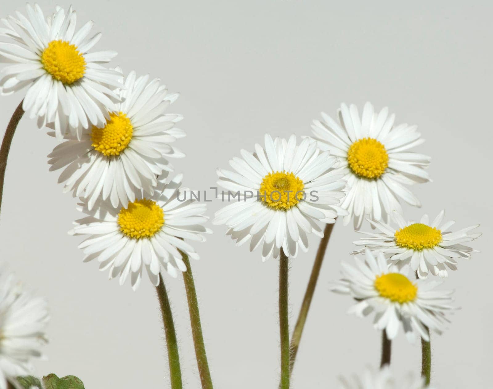 Gaensebluemchen  Bellis  Perennis
