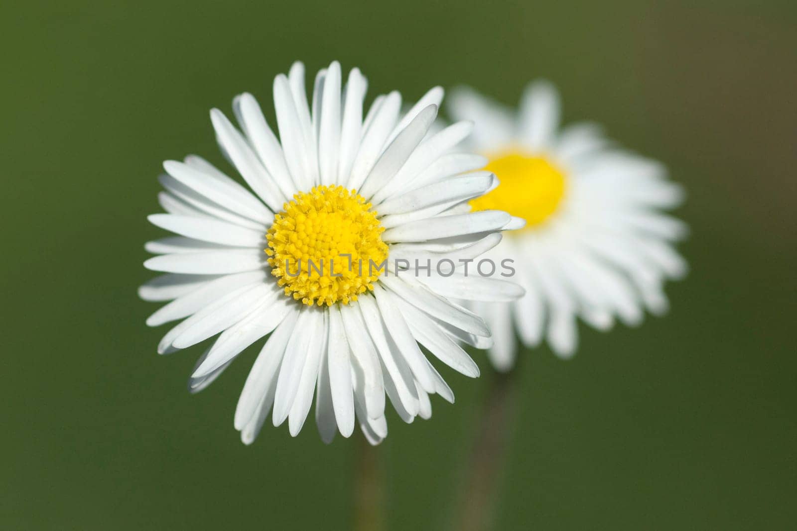 Gaensebluemchen  Bellis  Perennis