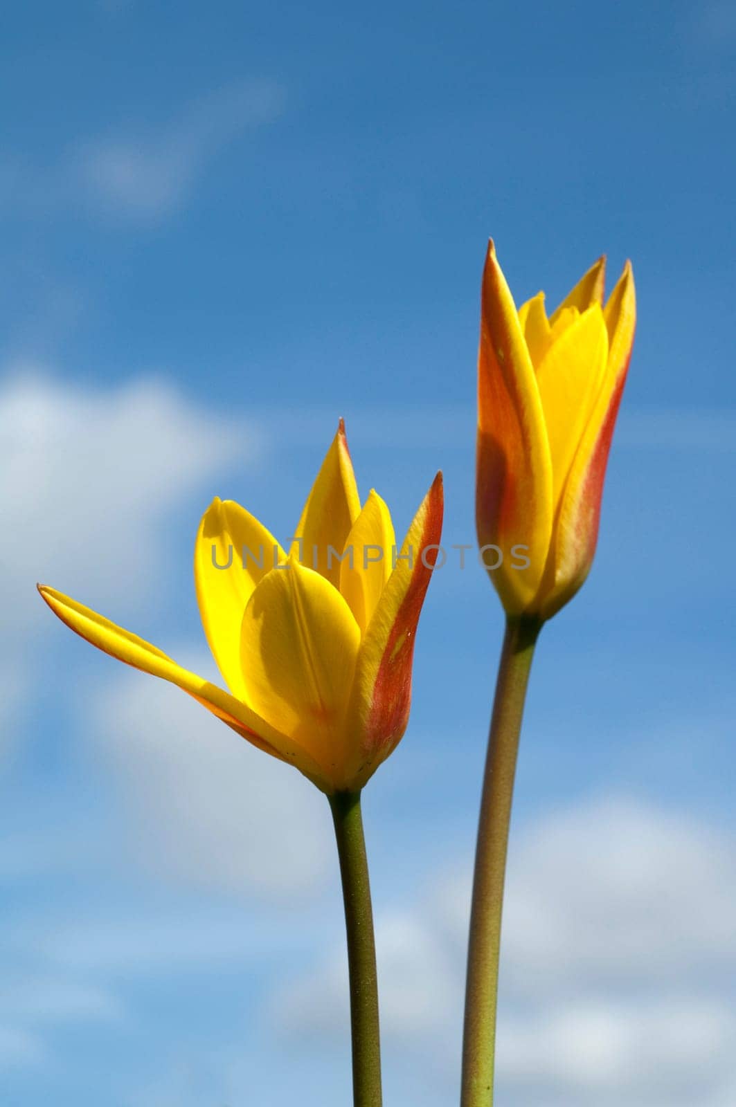 Lieblichbluehende, bluehende, Tulpe