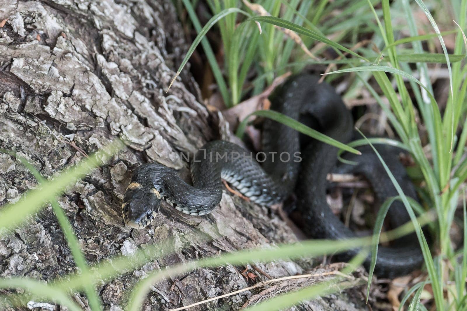Black Snake at riverside on a tree