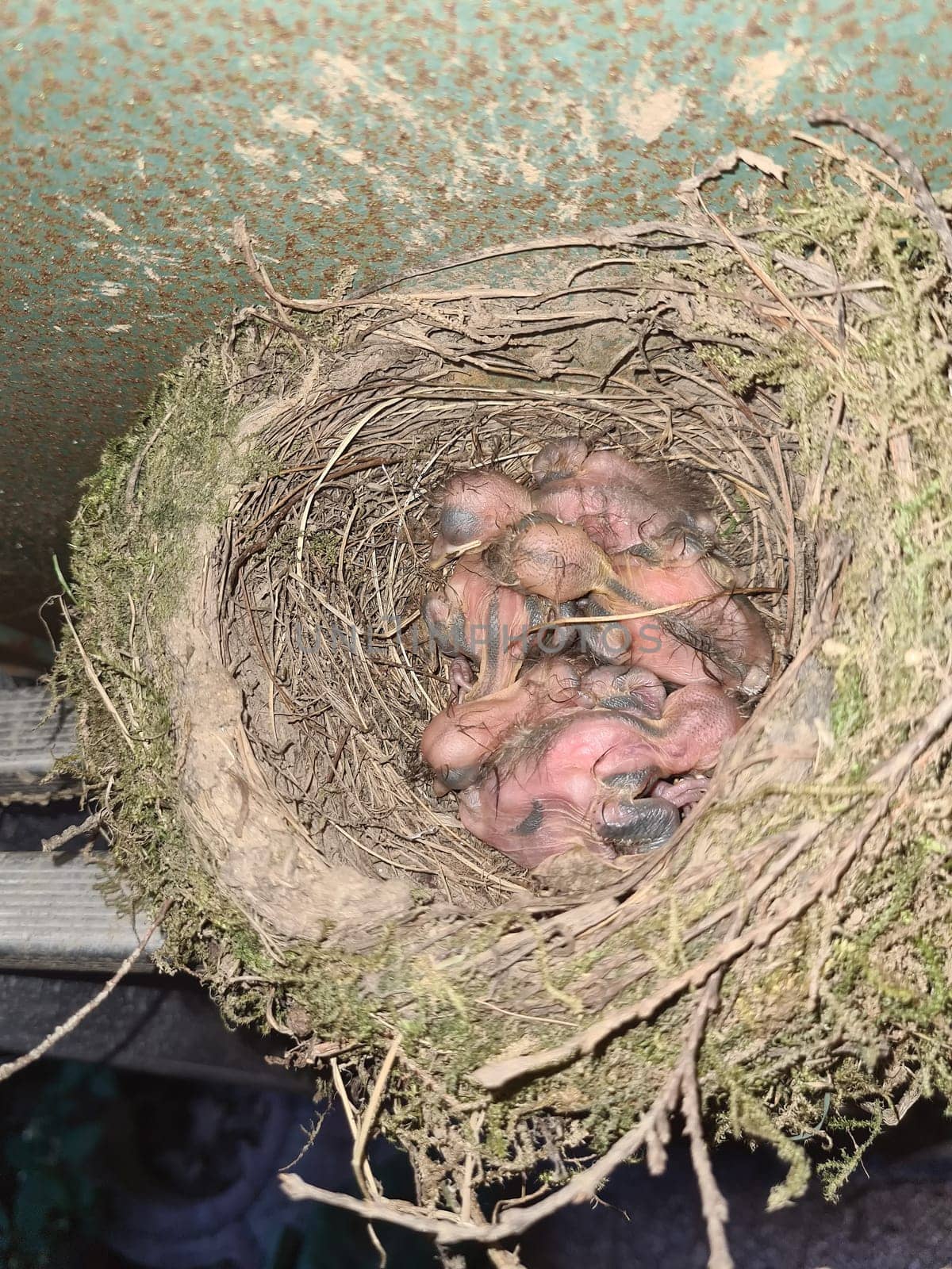 The common blackbird Turdus merula blue colored eggs in a nest. Close-up of four blue eggs in a nest. of the black bird, also known as Eurasian blackbird in Spain.
