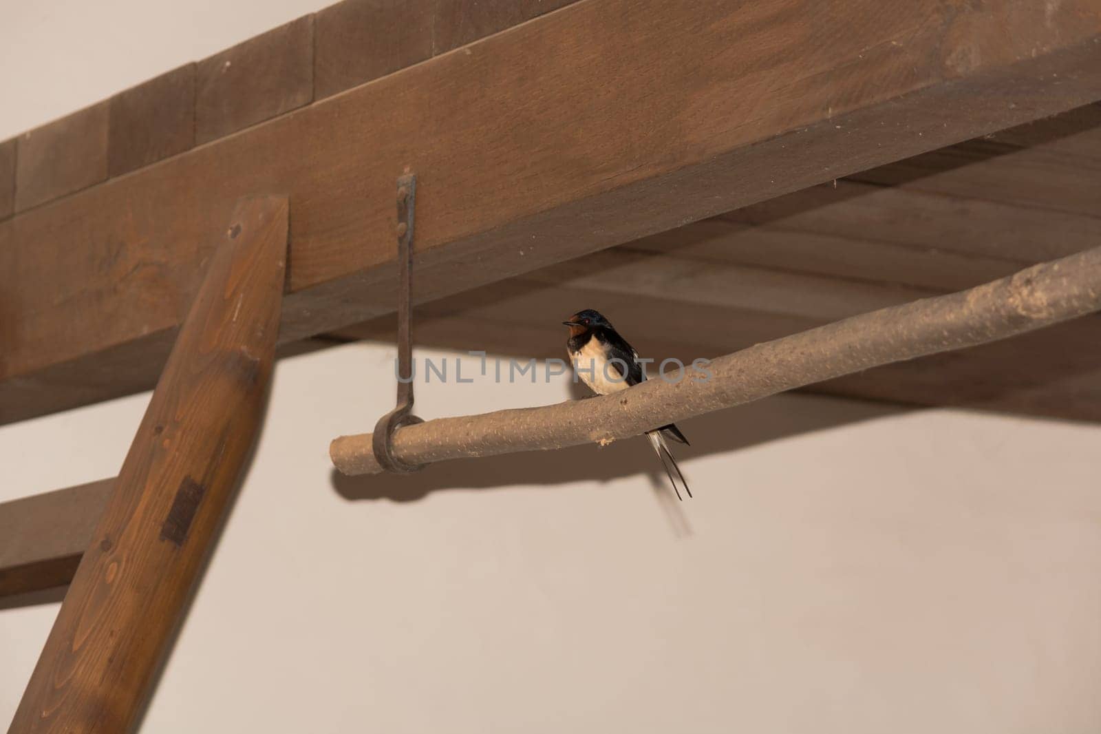 Barn Swallow (Hirundo rustica) or fast, lovely black bird with brown face sitting on poles in a barn