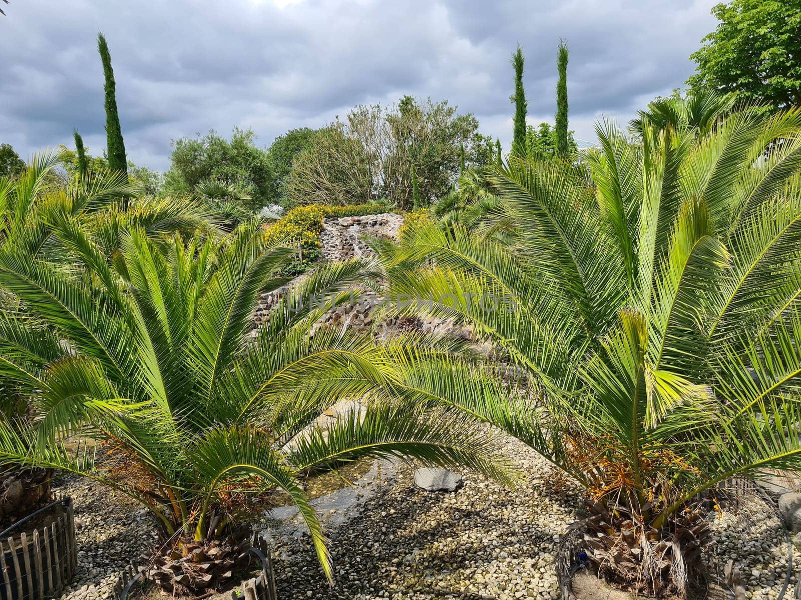 Scenic view of a waterfall with palm trees in garden.
