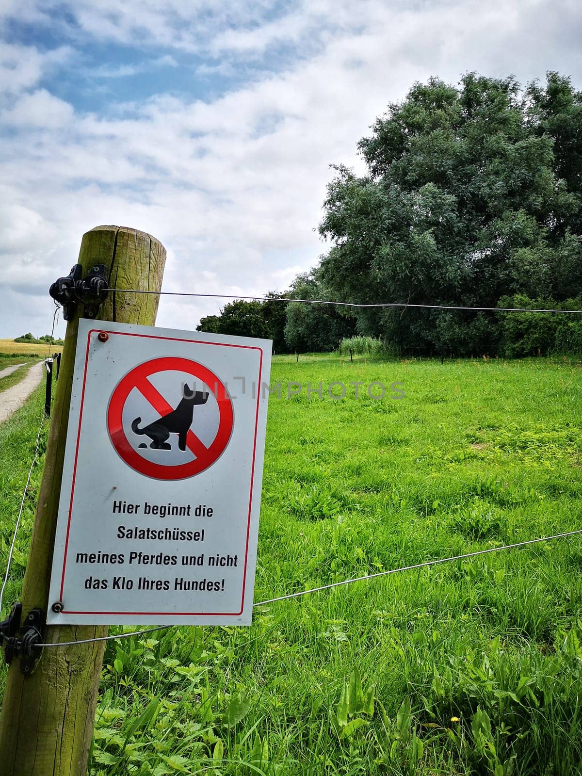 Dogs are not allowed in the paddock