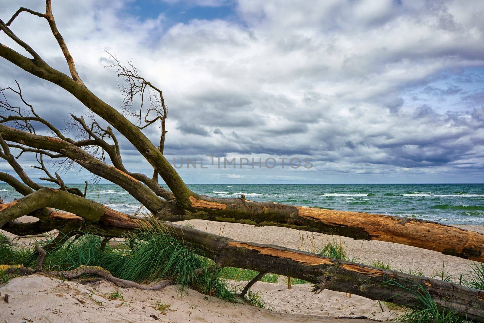 West beach of Fischland-Darss peninsula near Ahrenshoop, Mecklenburg Baltic Sea coast, Mecklenburg-West Pomerania, Germany