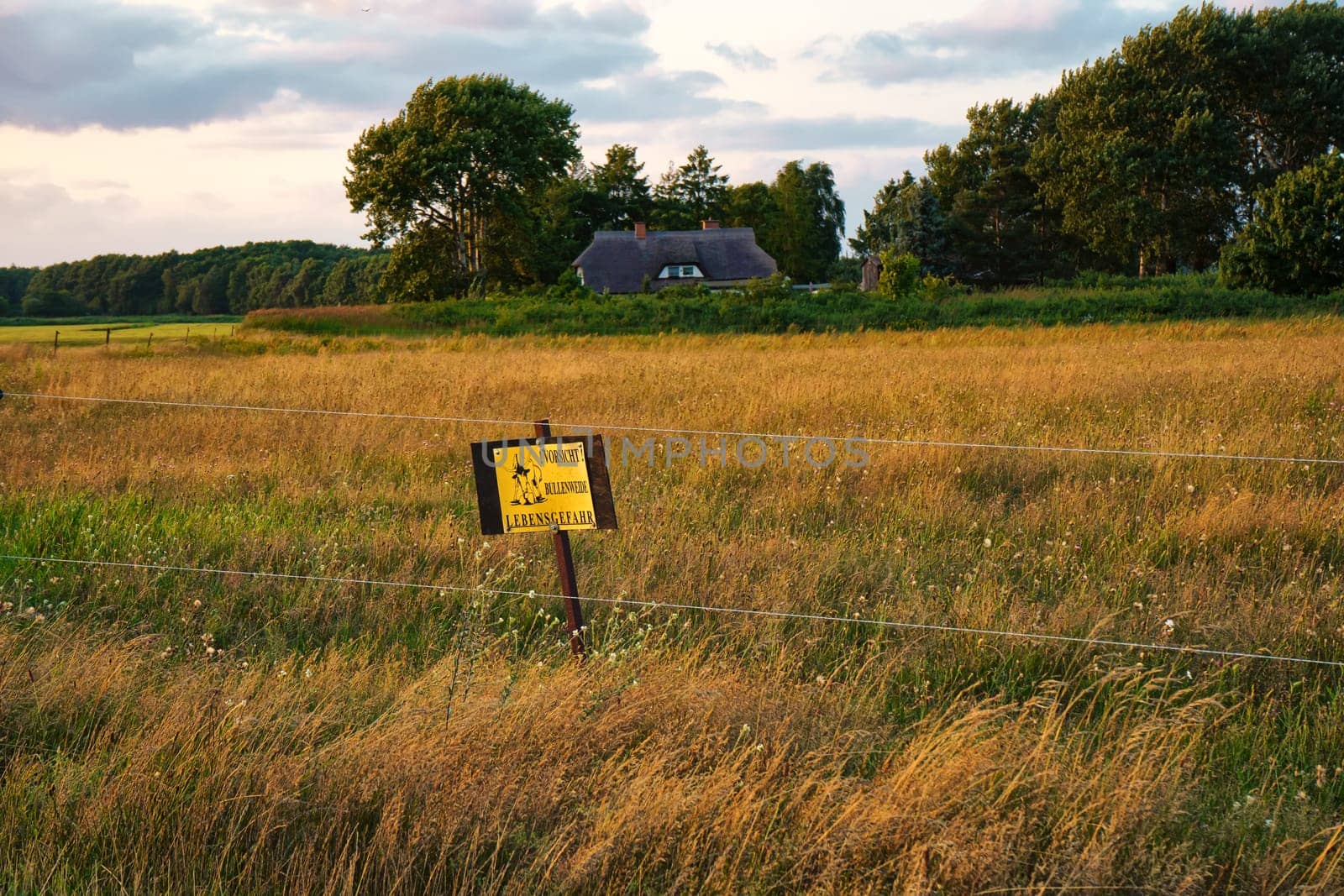 Bull pasture in Wieck, Fischland-Darss peninsula, Mecklenburg-West Pomerania, Germany