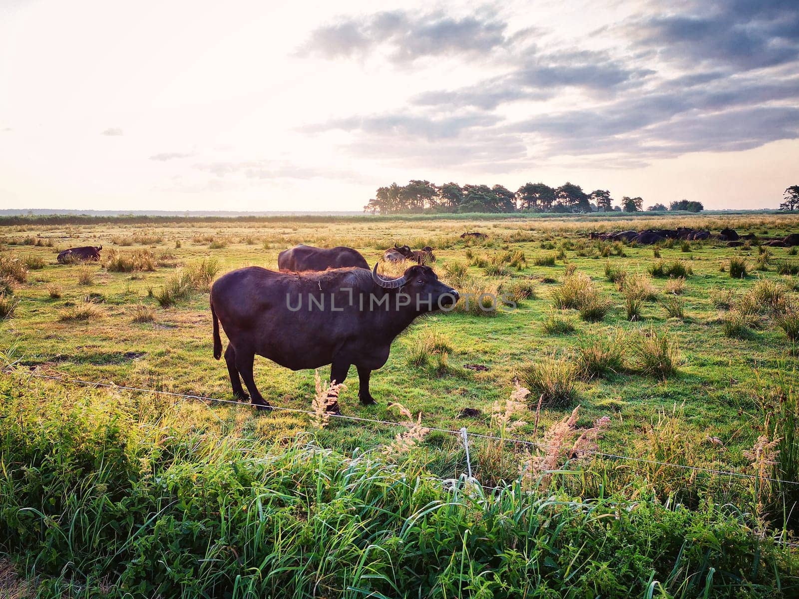 Water buffalo on a pasture, Fischland-Darss peninsula, Mecklenburg-West Pomerania, Germany