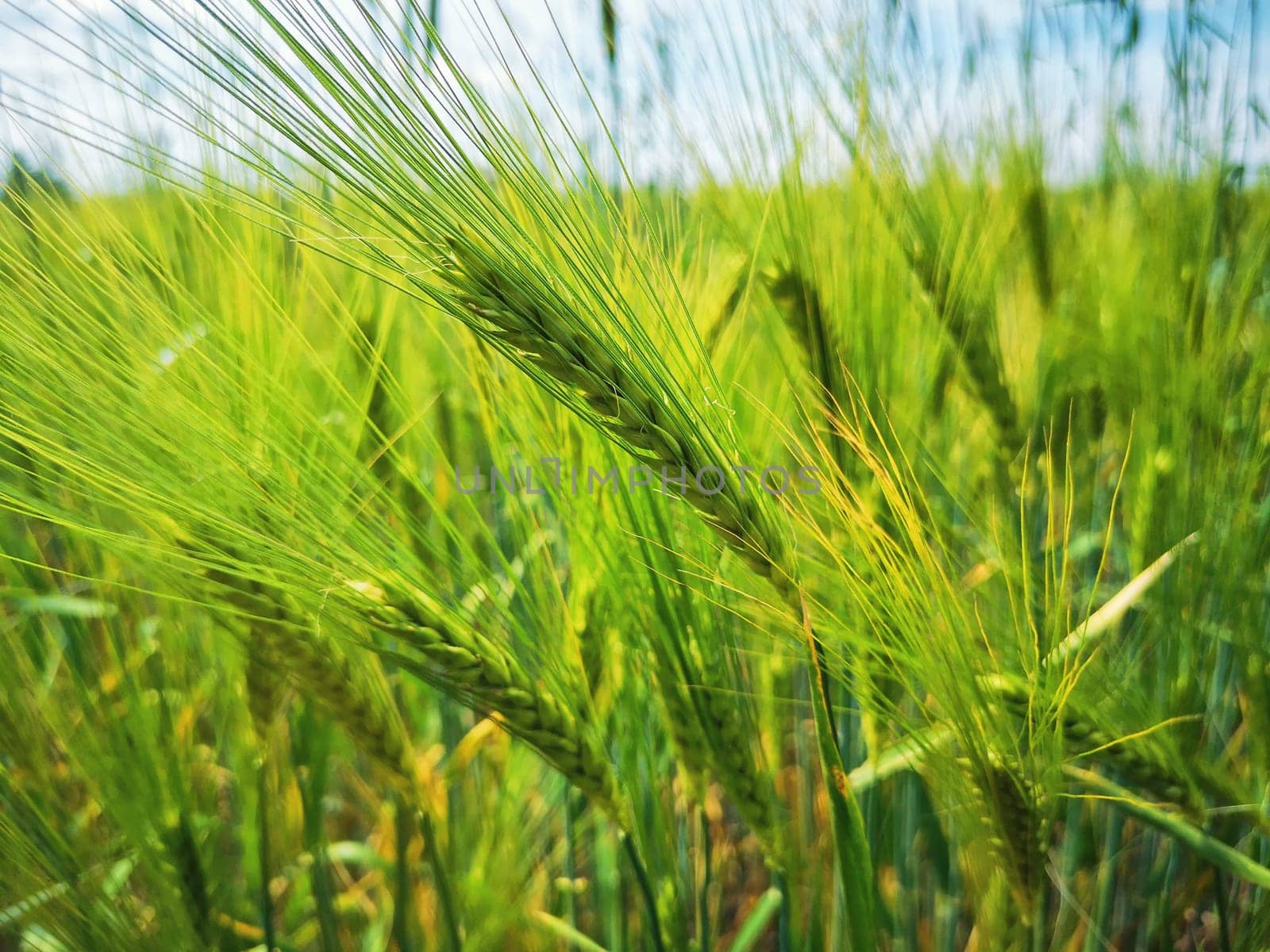 Barley field in the state of Brandenburg, Germany