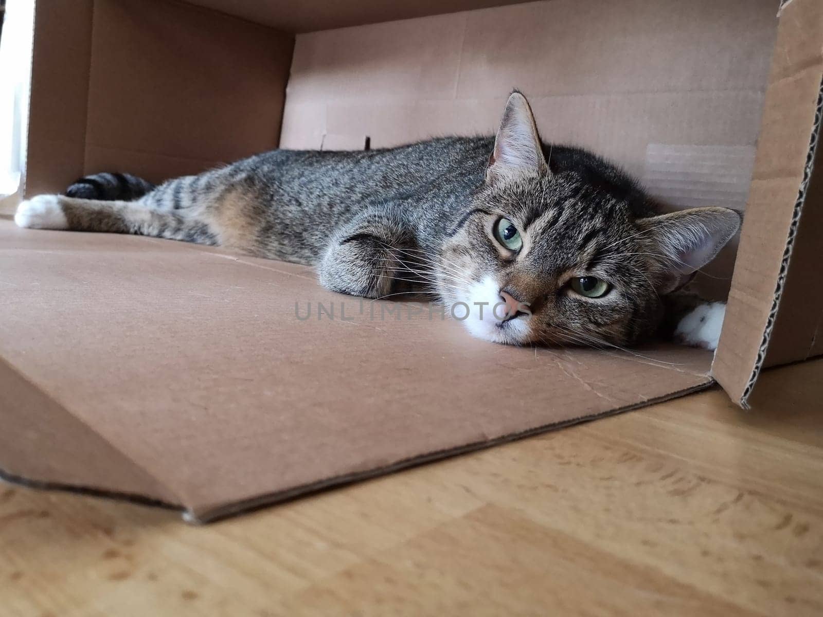 young tabby cat relaxing, european shorthair cat