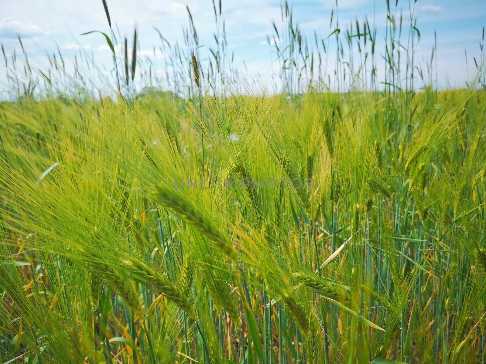 Barley field in the state of Brandenburg, Germany