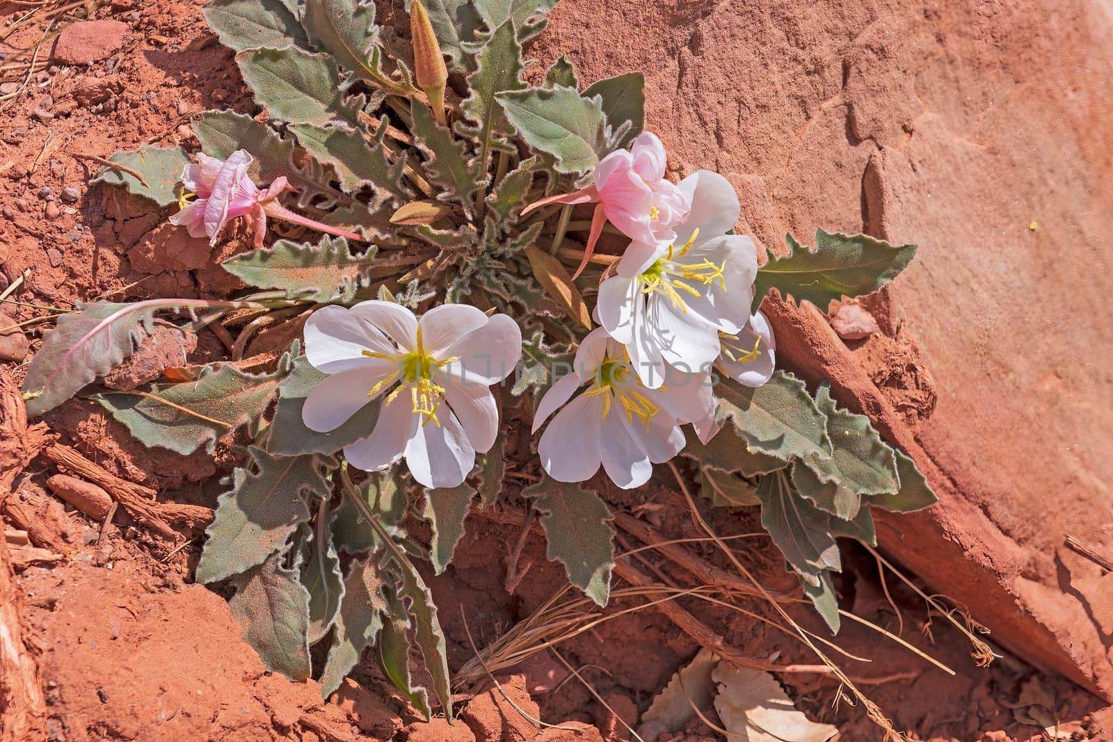 Pale Evening Primrose Blooming in the Desert in Capitol Reef National Park in Utah