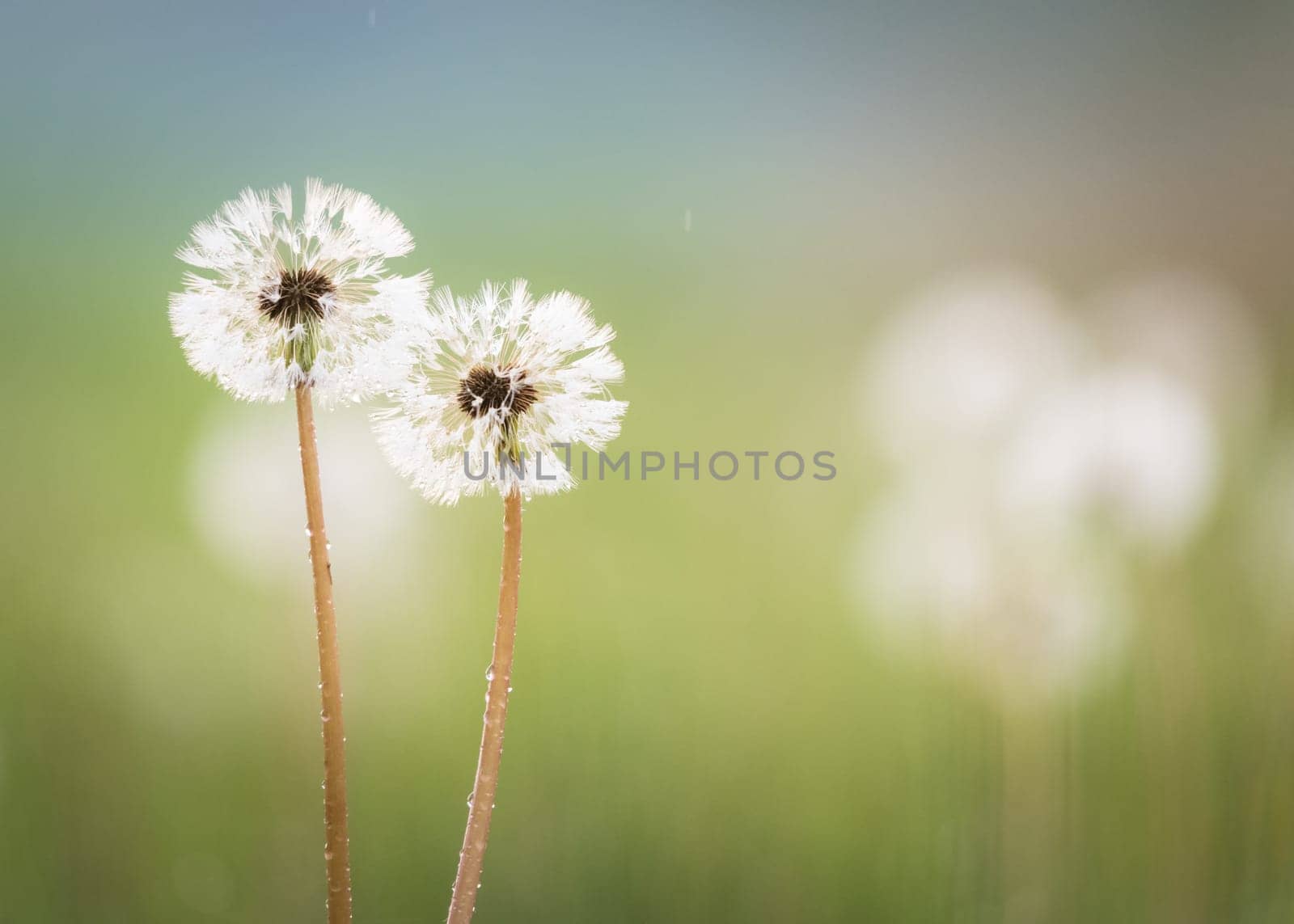 Dandelion head with spores