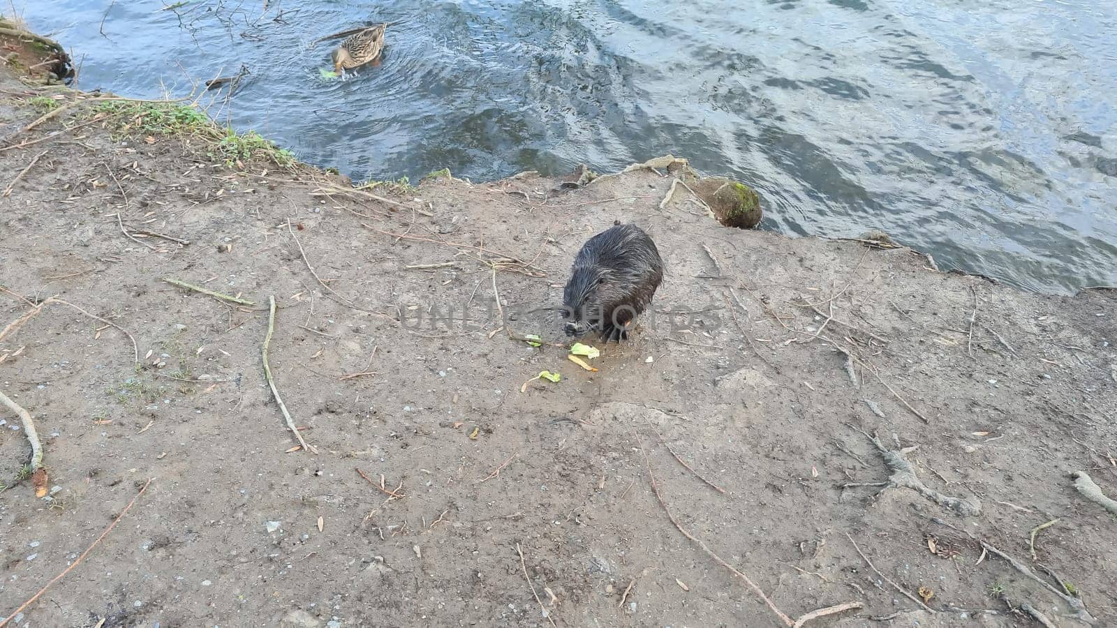 Nutria in river habitat. Coypu, Myocastor coypus, winter mouse with big tooth in snow, near river. Wildlife scene from nature.