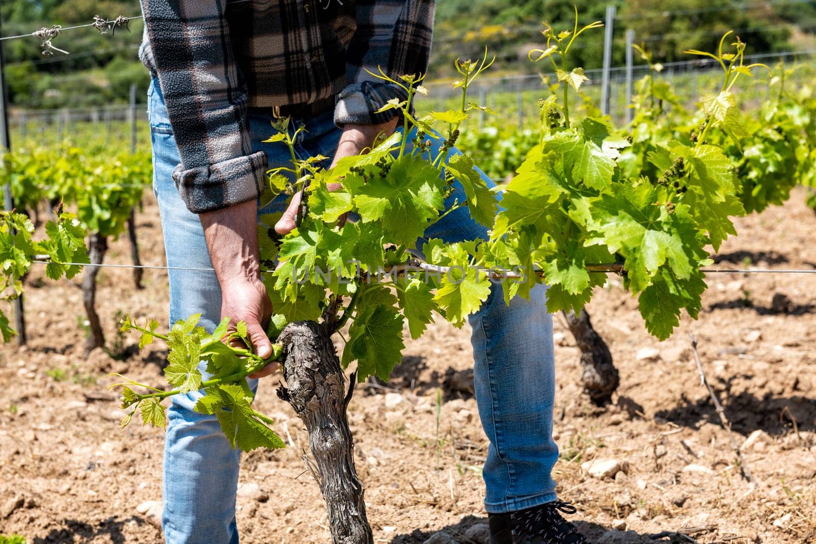 Green pruning of the vineyard. Farmer removes young sprouts on the vine trunk. Traditional agriculture.