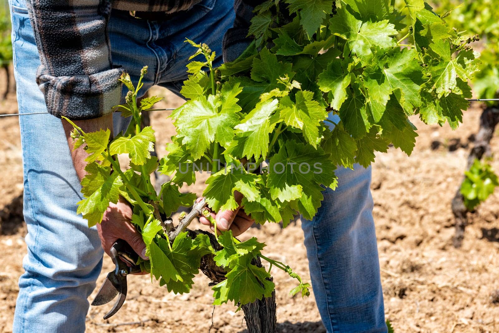 Green pruning of the vineyard. Farmer removes excess young sprouts from the branches of the vine. Traditional agriculture.