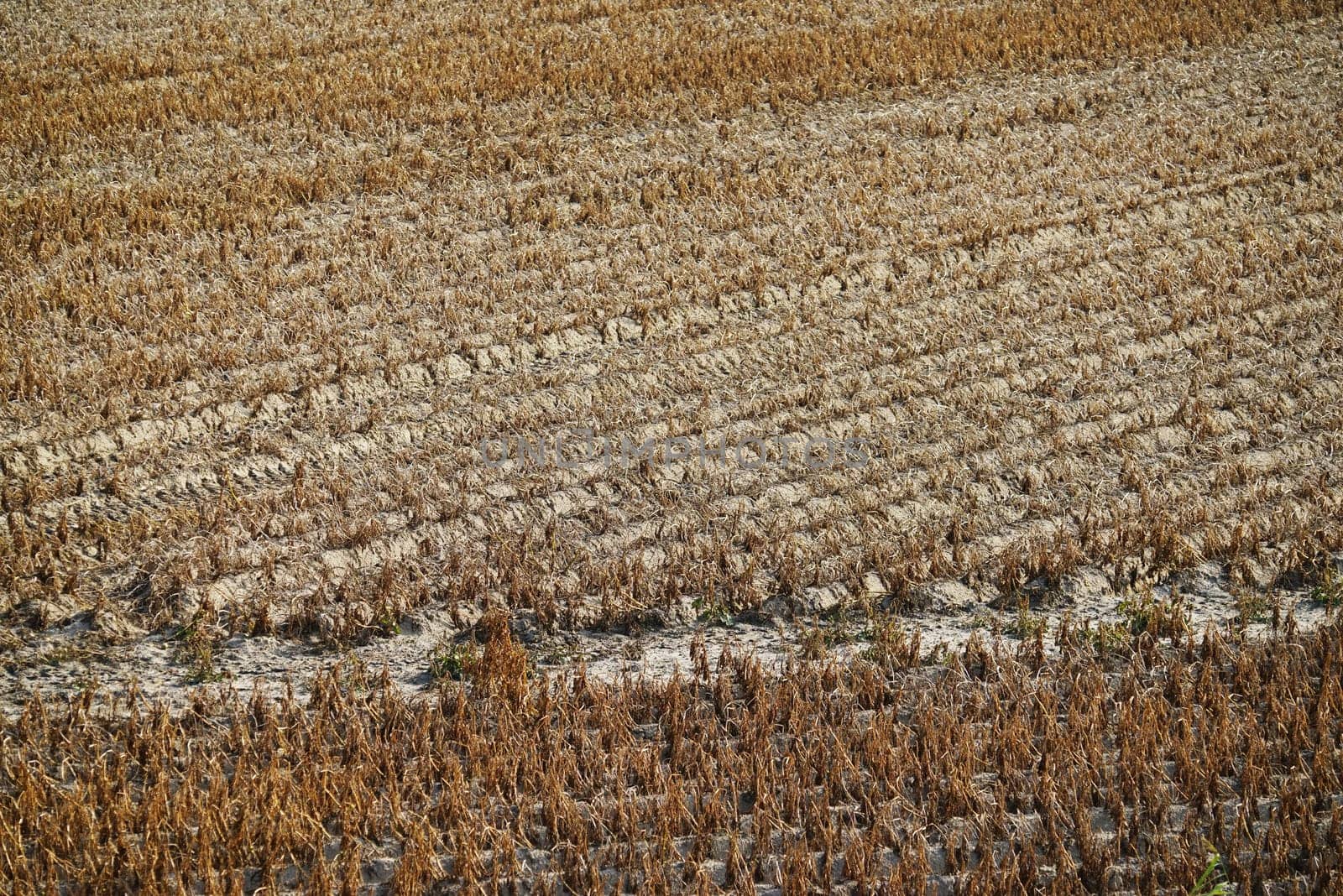Dried vegetable field in summer under blue sky