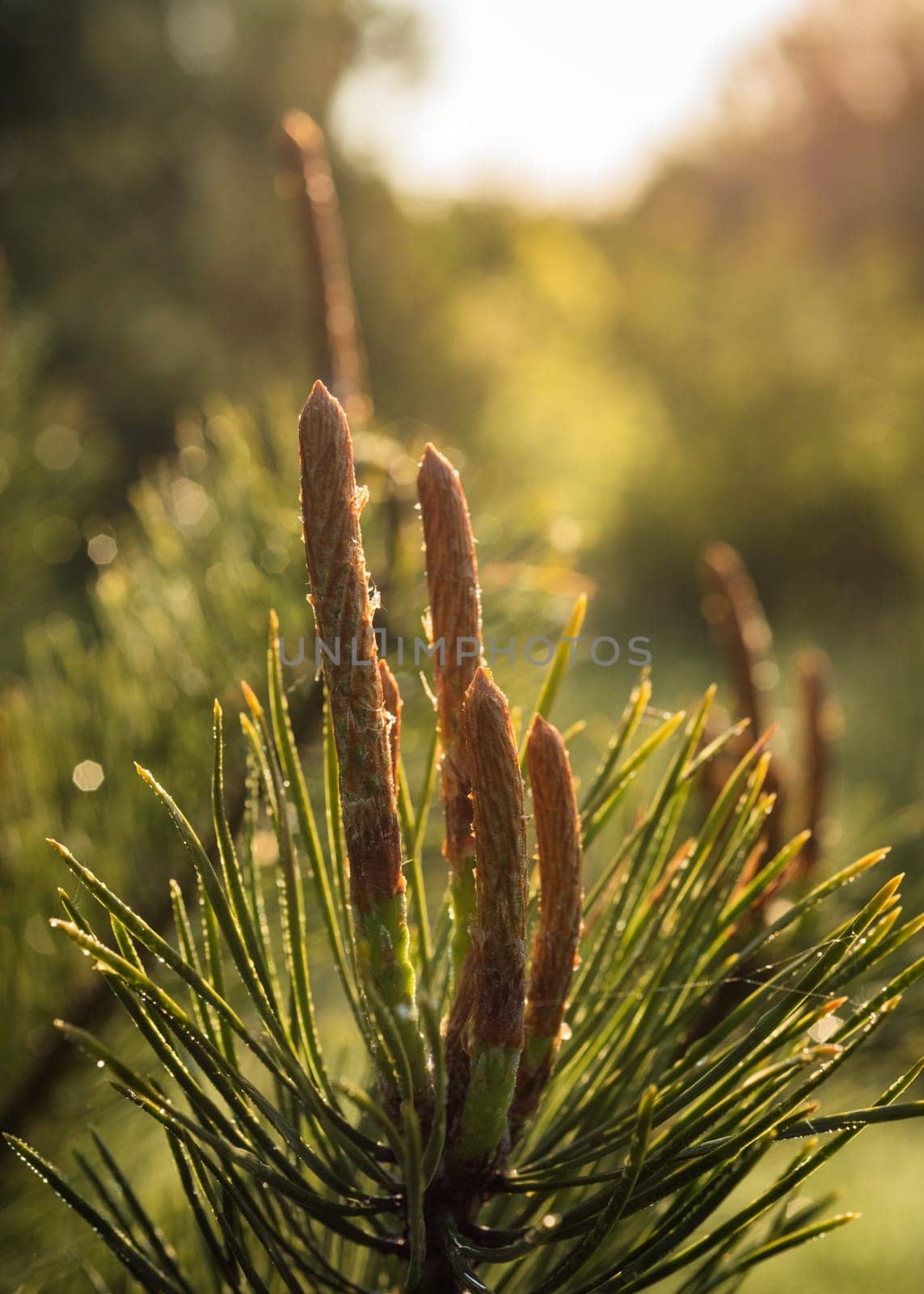 larch shoots