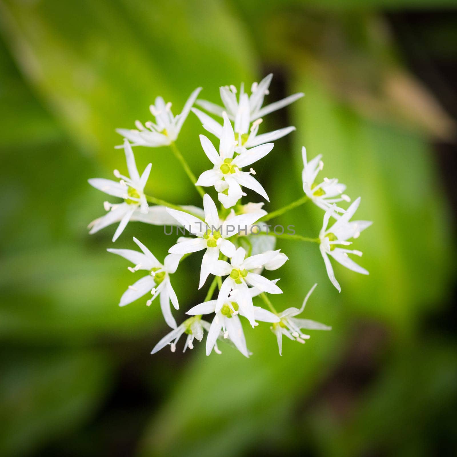 The characteristic white flowers of wild garlic are perfectly edible – and pretty too – although the plant is at its best before too many flowers appear.