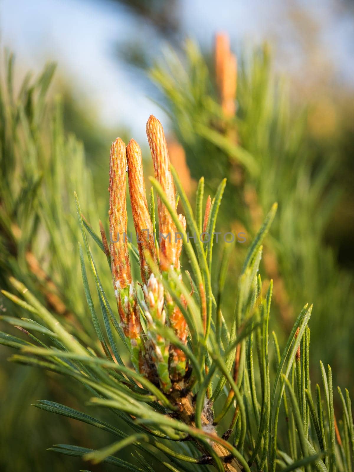 European larch (Larix decidua) green cones on branch