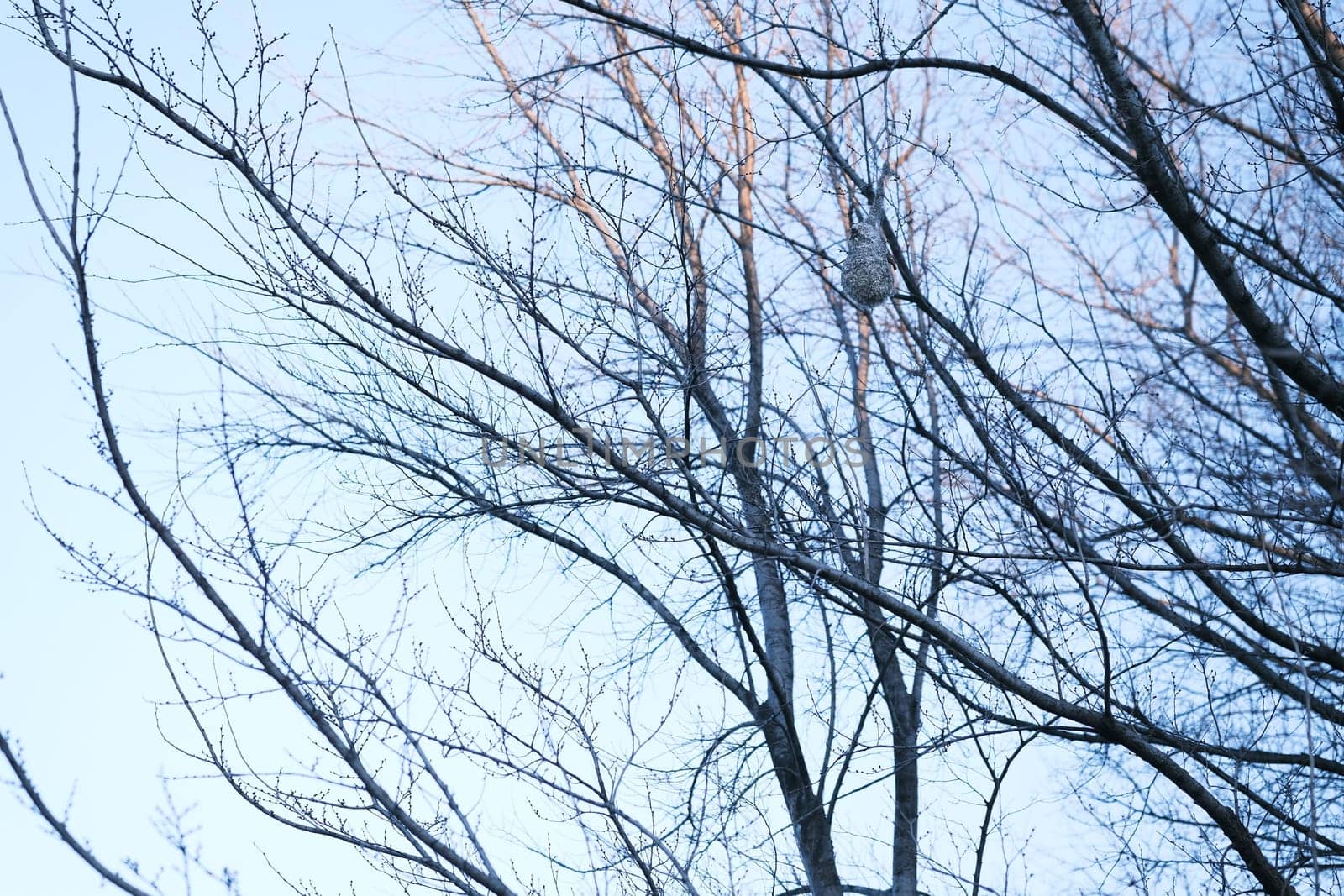 Remiz pendulinus. The nest of the Penduline Tit in nature. Mariupol, Donetsk region, Ukraine. Near the river.