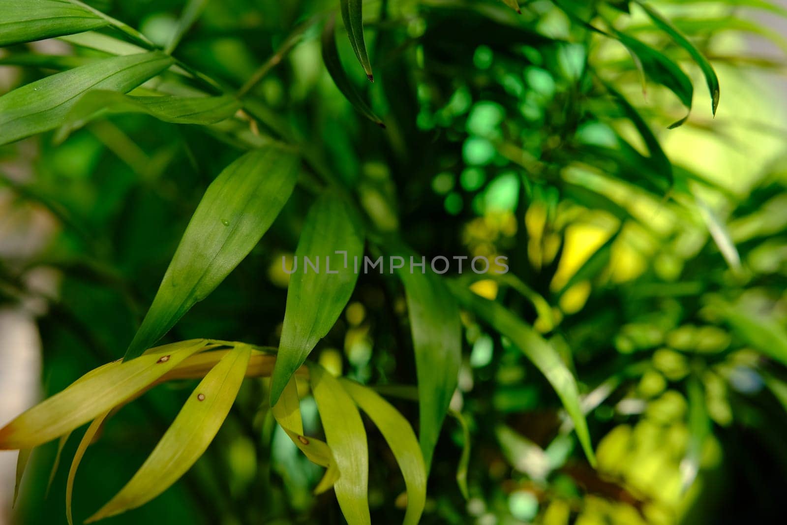 Close up of green areca palm plant, indoor palm tree. Howea forsteriana, Arecaceae, Palmae. Fresh green tropical palm leaves texture background. Vertical photo