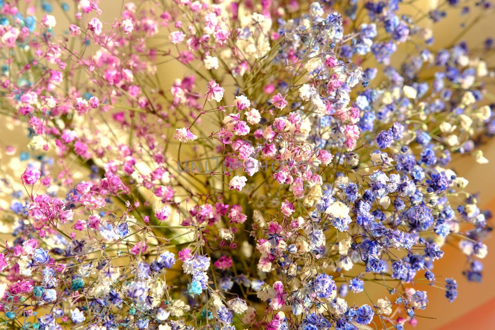 multi-colored gypsophila flowers close-up macro, shallow depth of field, little colored flowers in macro with blure. 4k