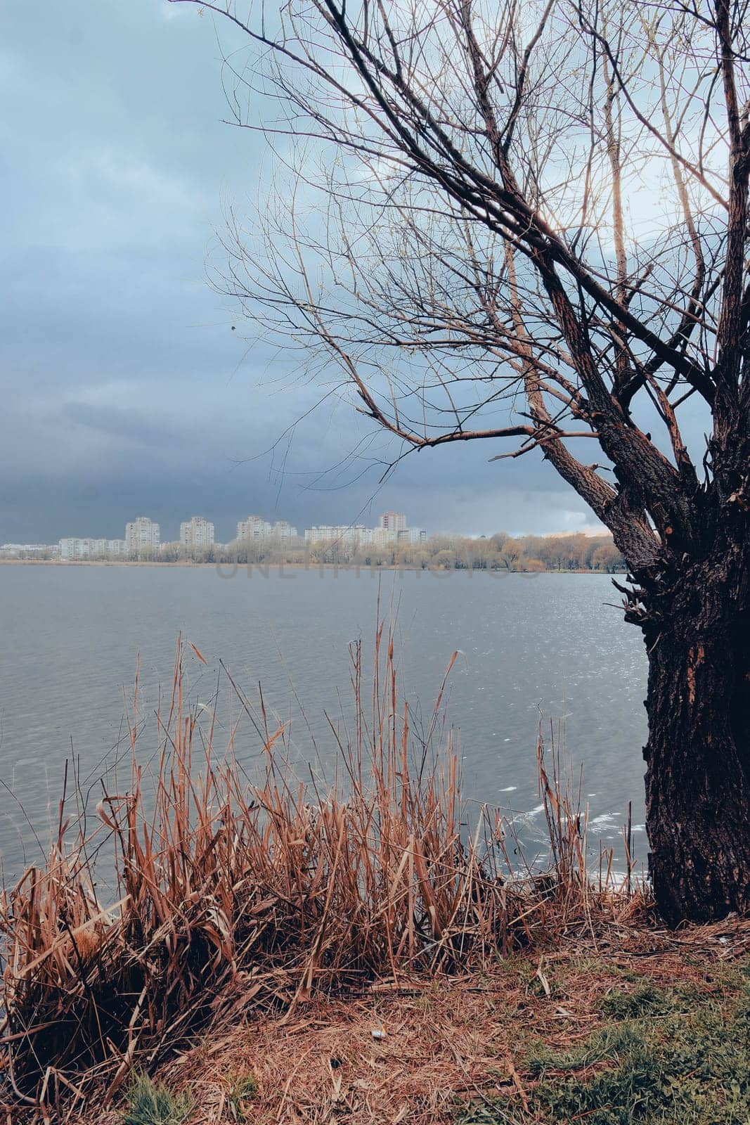Beautifull aerial view to the Sumy and lake Cheha. Water landscape with city in cloudy day with old tree and reed.