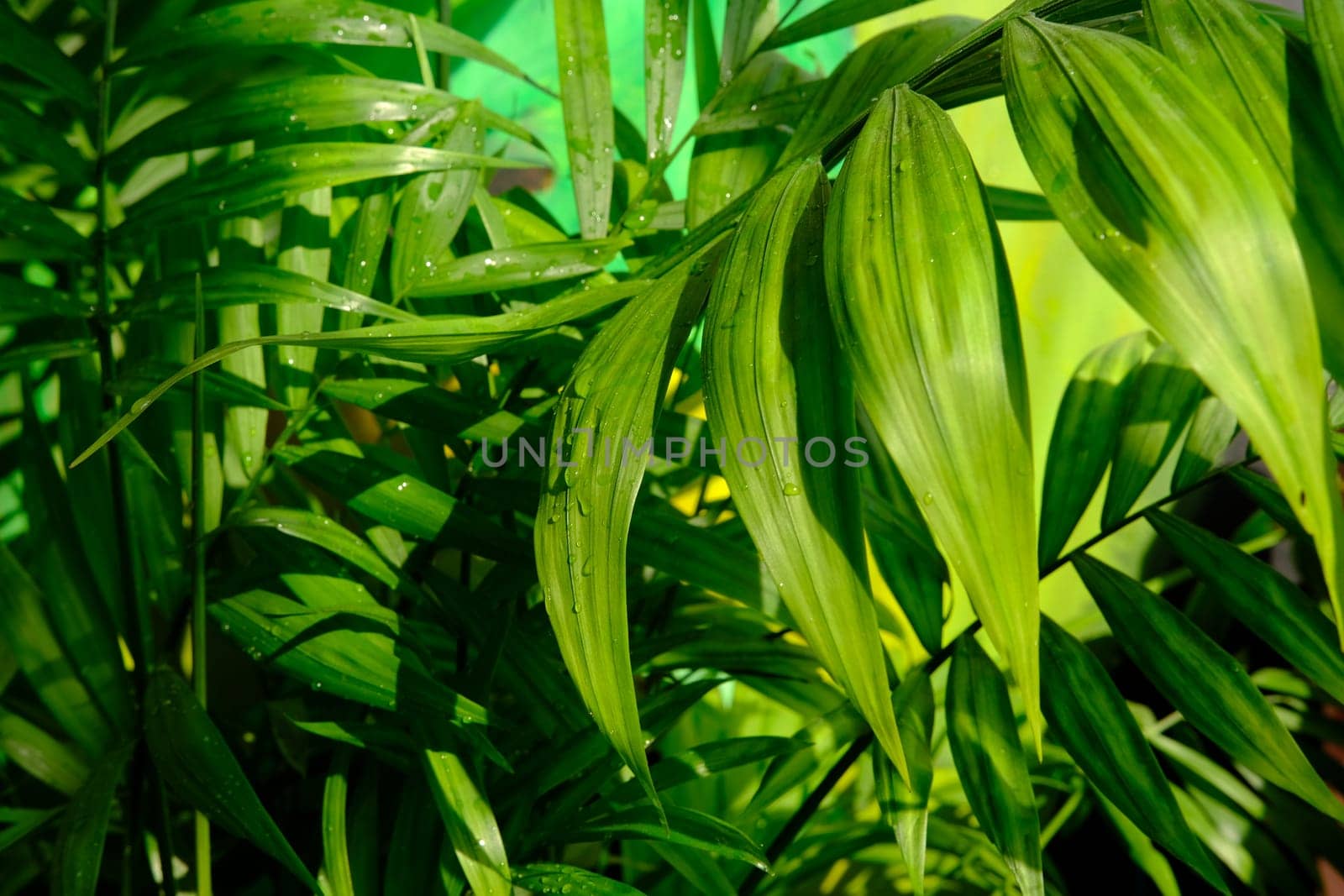 Close up of green areca palm plant, indoor palm tree. Howea forsteriana, Arecaceae, Palmae. Fresh green tropical palm leaves texture background. Vertical photo