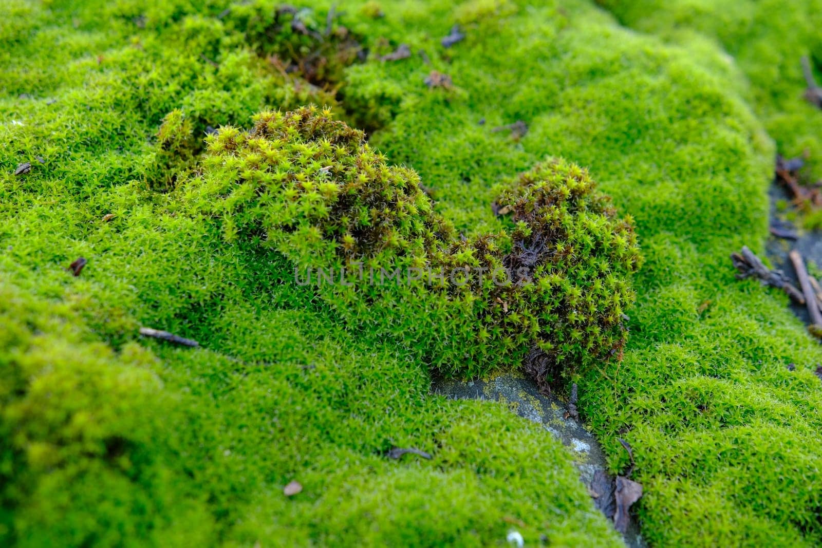 Moss. The texture of the moss Natural green moss in macro.