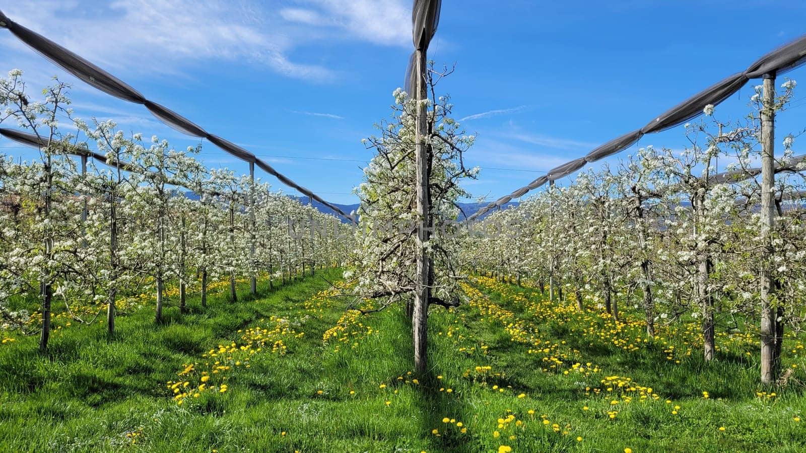 apple orchard