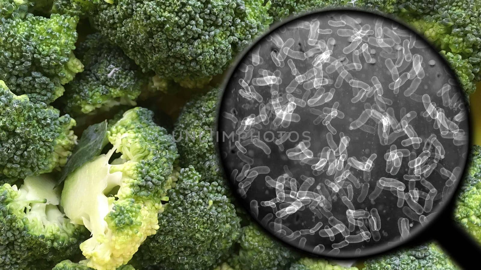Searching for bacteria in vegetables