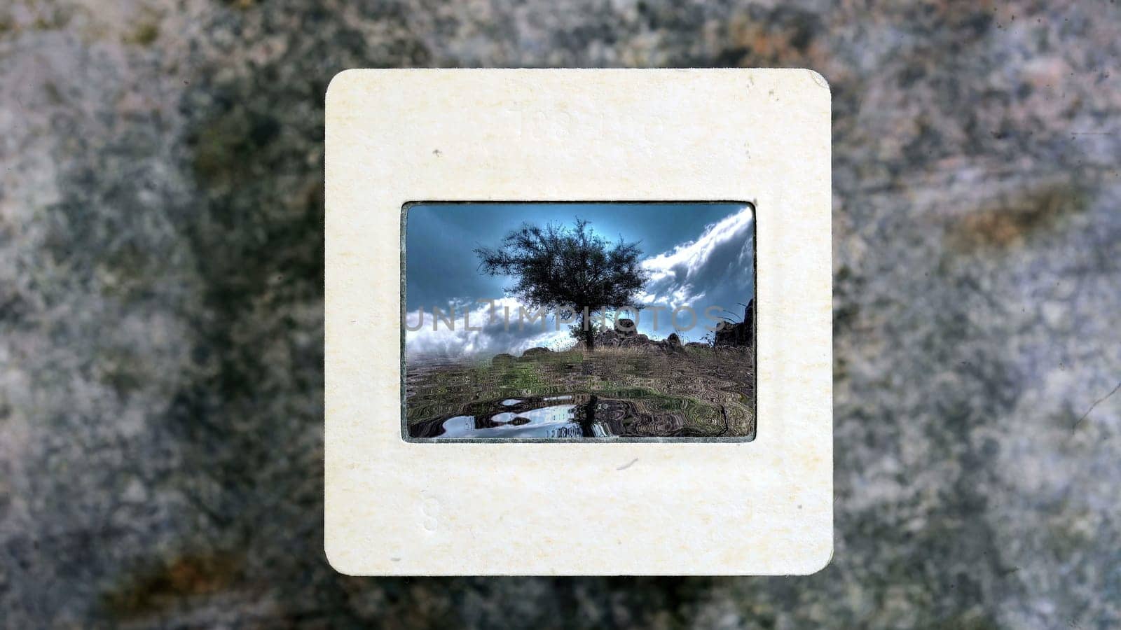 Lonely Tree Reflecting In Water on vintage slide film