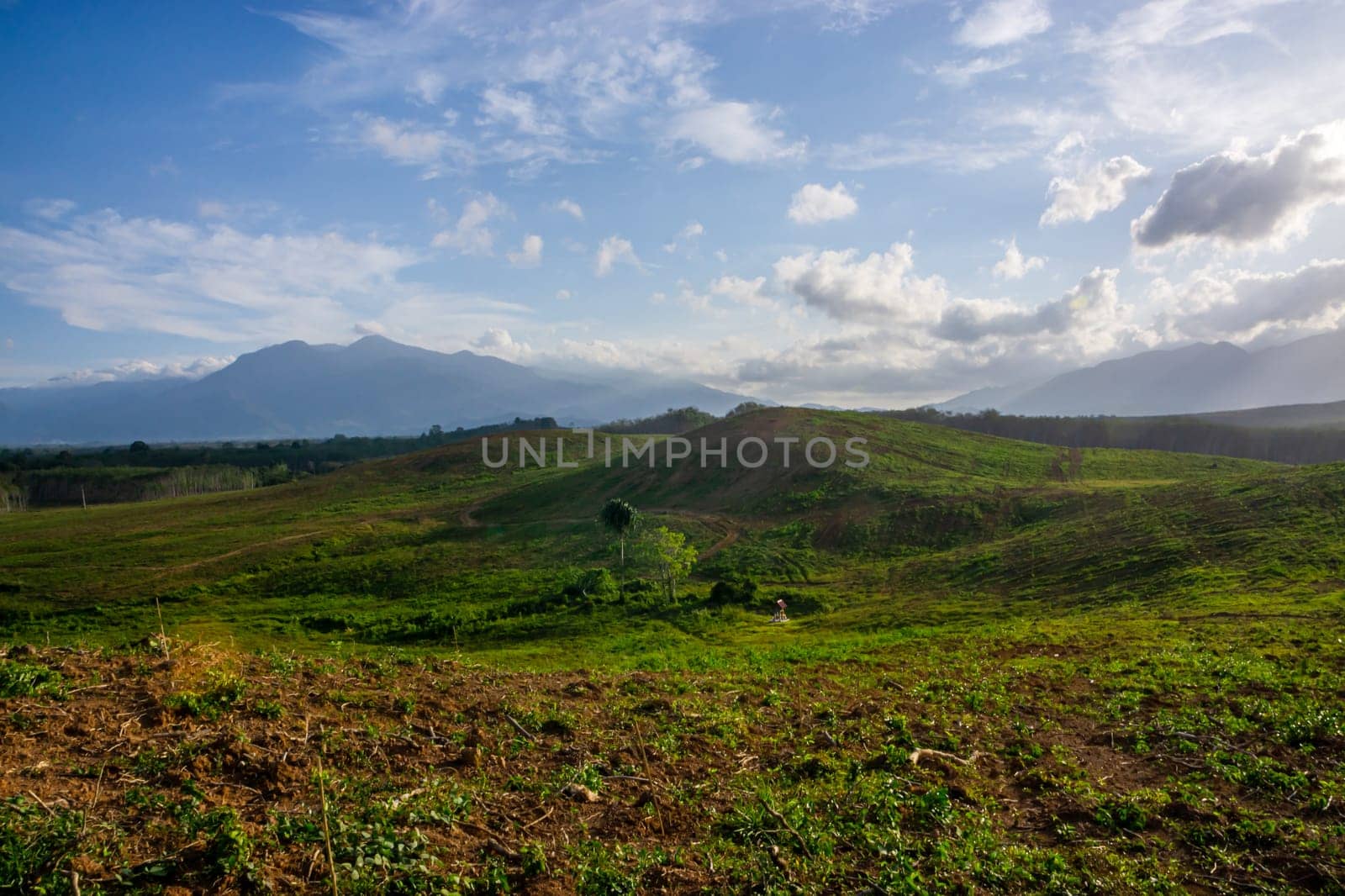 Rubber plantation farming area in the south of Thailand, Latex rubber, Para rubber tree garden